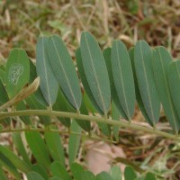 Tephrosia noctiflora Bojer ex Baker